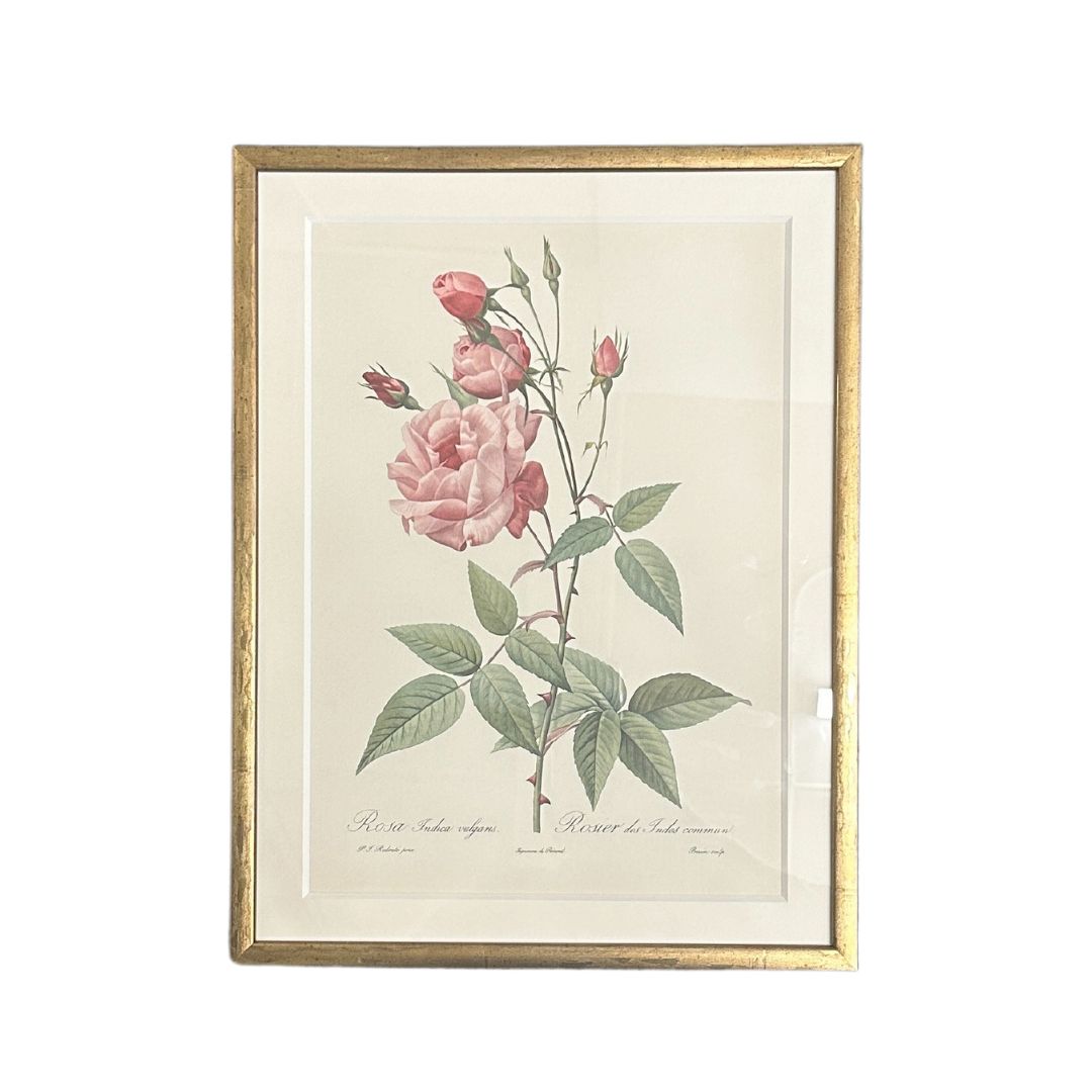Vintage Framed Botanical Print by Pierre-Joseph Redouté