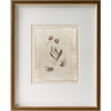 Herbarium Tulip Pair Art by Laurel-Dawn Latshaw