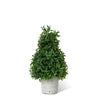 Mountain Savory Cone Faux Topiary, Small