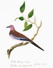 Nehru Bird Print Pink Dove (Tier 1 Framing)
