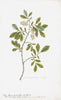 Unframed Remastered 18th C. Swedish Botanicals