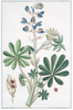 Unframed Italian Botanical Remastered Print with Blue Border