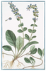 Unframed Italian Botanical Remastered Print with Blue Border