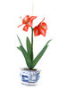 Christmas Amaryllis Red