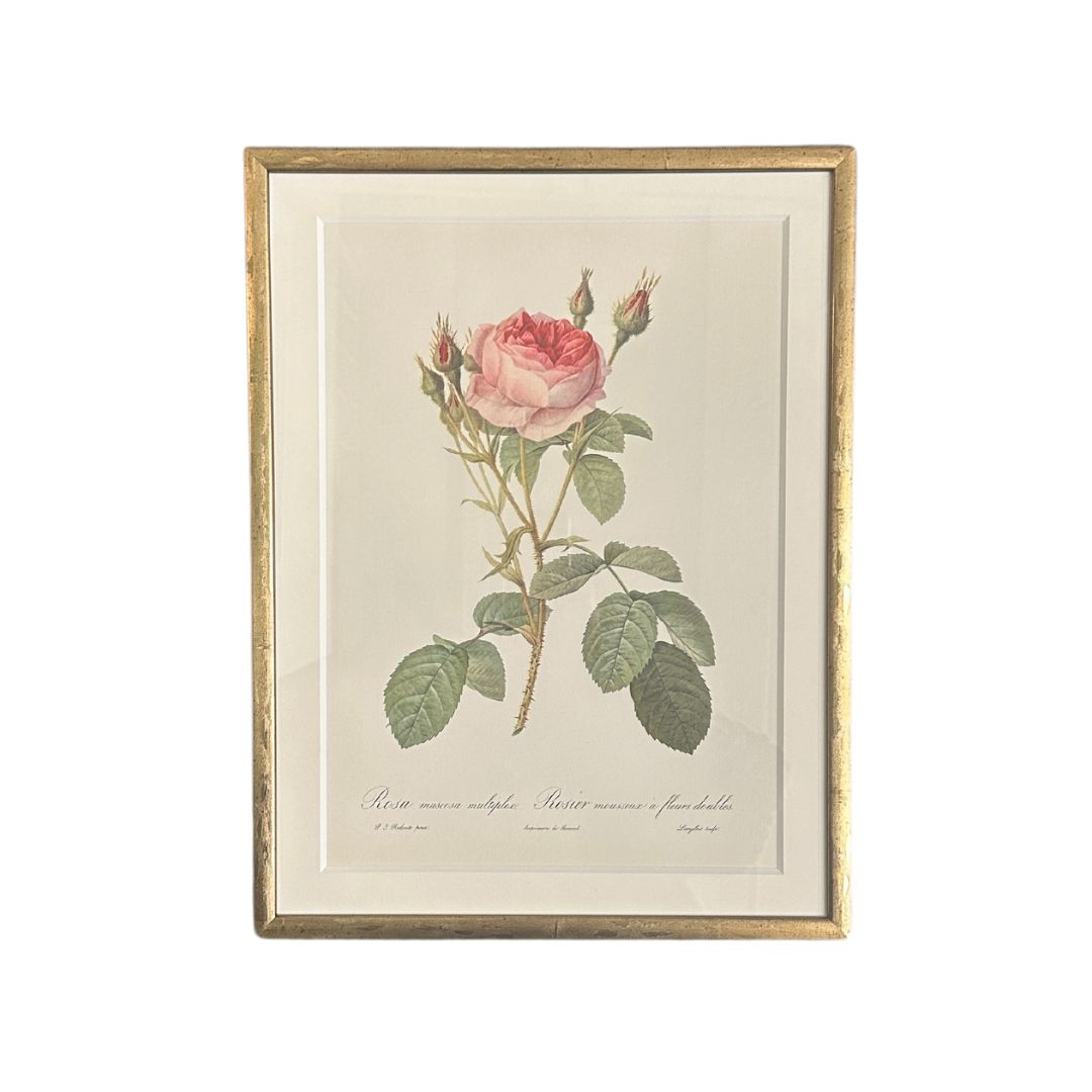 Vintage Framed Botanical Print by Pierre-Joseph Redouté