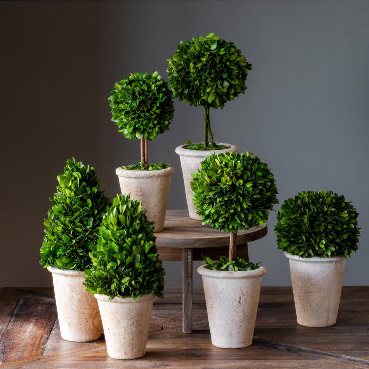 topiary planter pots Boxwood Topiary in Terracotta Pot, Medium
