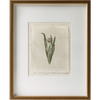 Herbarium Tulip Art by Laurel-Dawn Latshaw