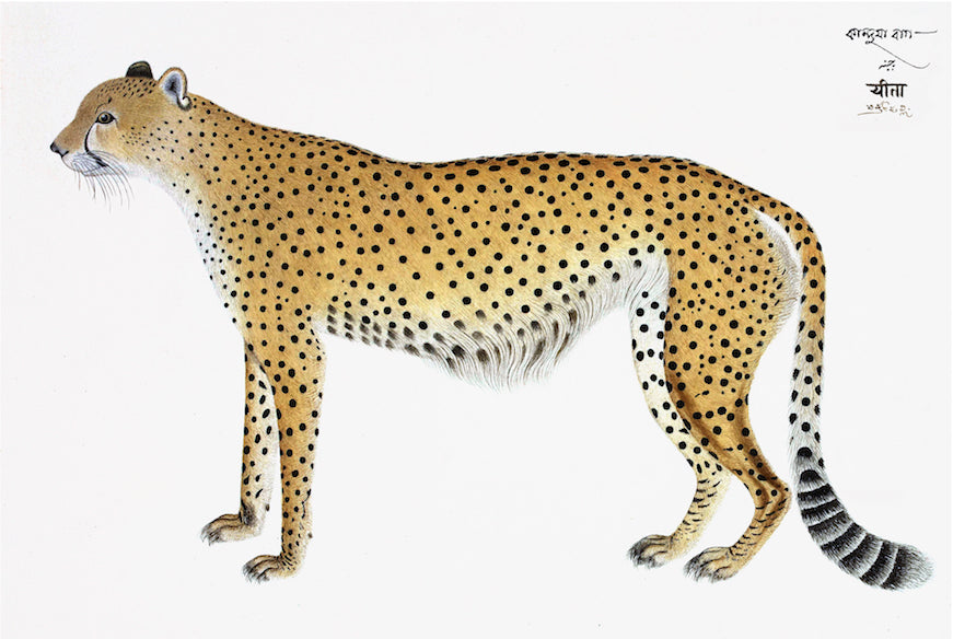 Remastered 18th C. Cheetah