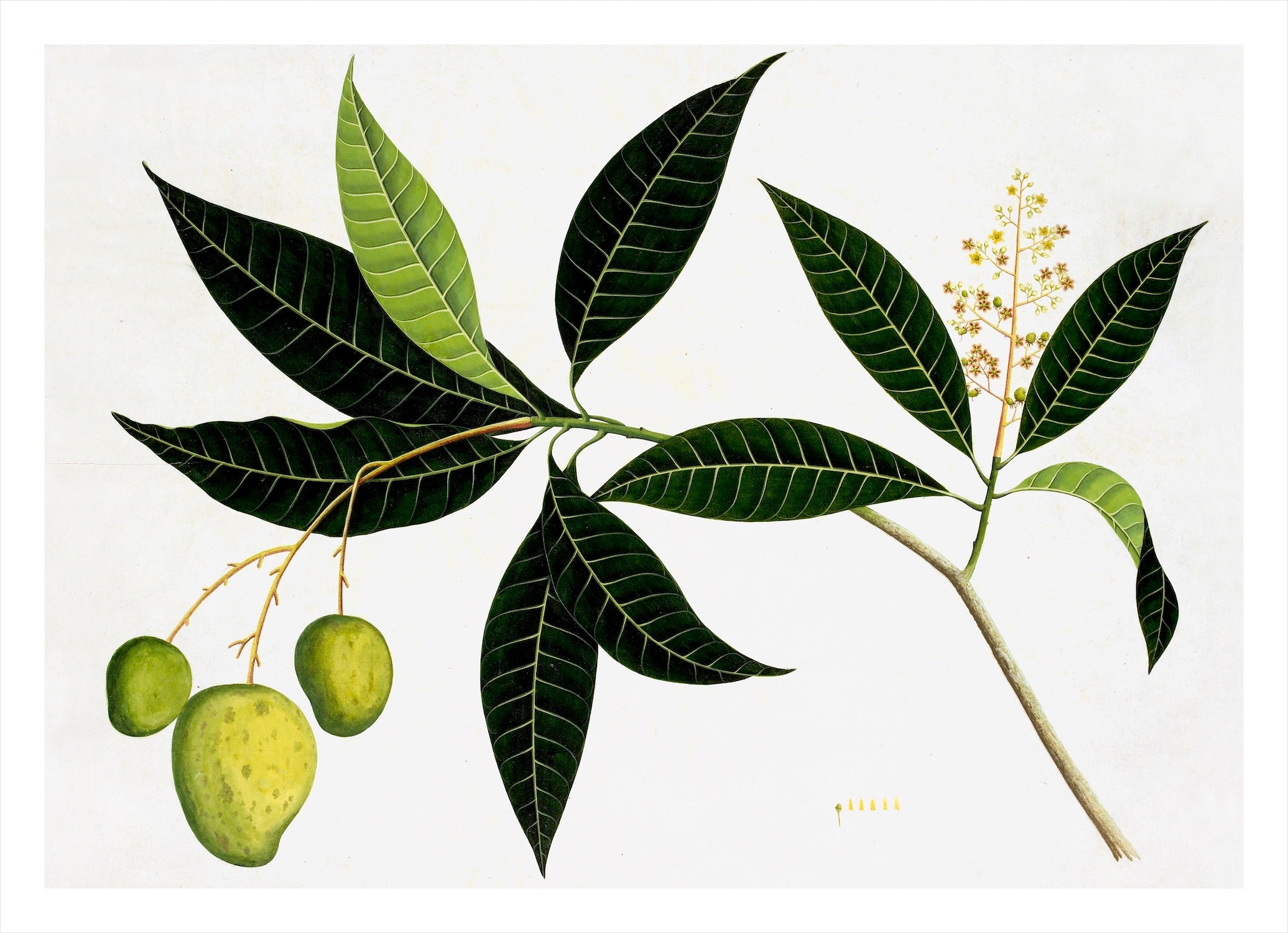 Remastered 19th C. Anglo-Indian Botanicals UNFRAMMED 16 x 24