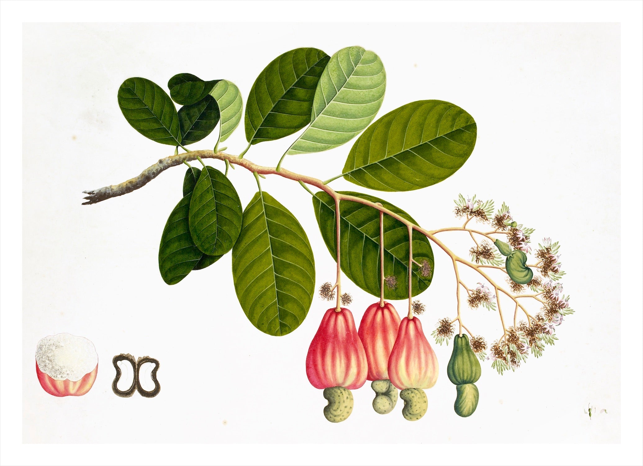 Remastered 19th C. Anglo-Indian Botanicals UNFRAMMED 16 x 24