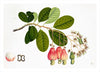 Remastered 19th C. Anglo-Indian Botanicals 18 x 27 Framed