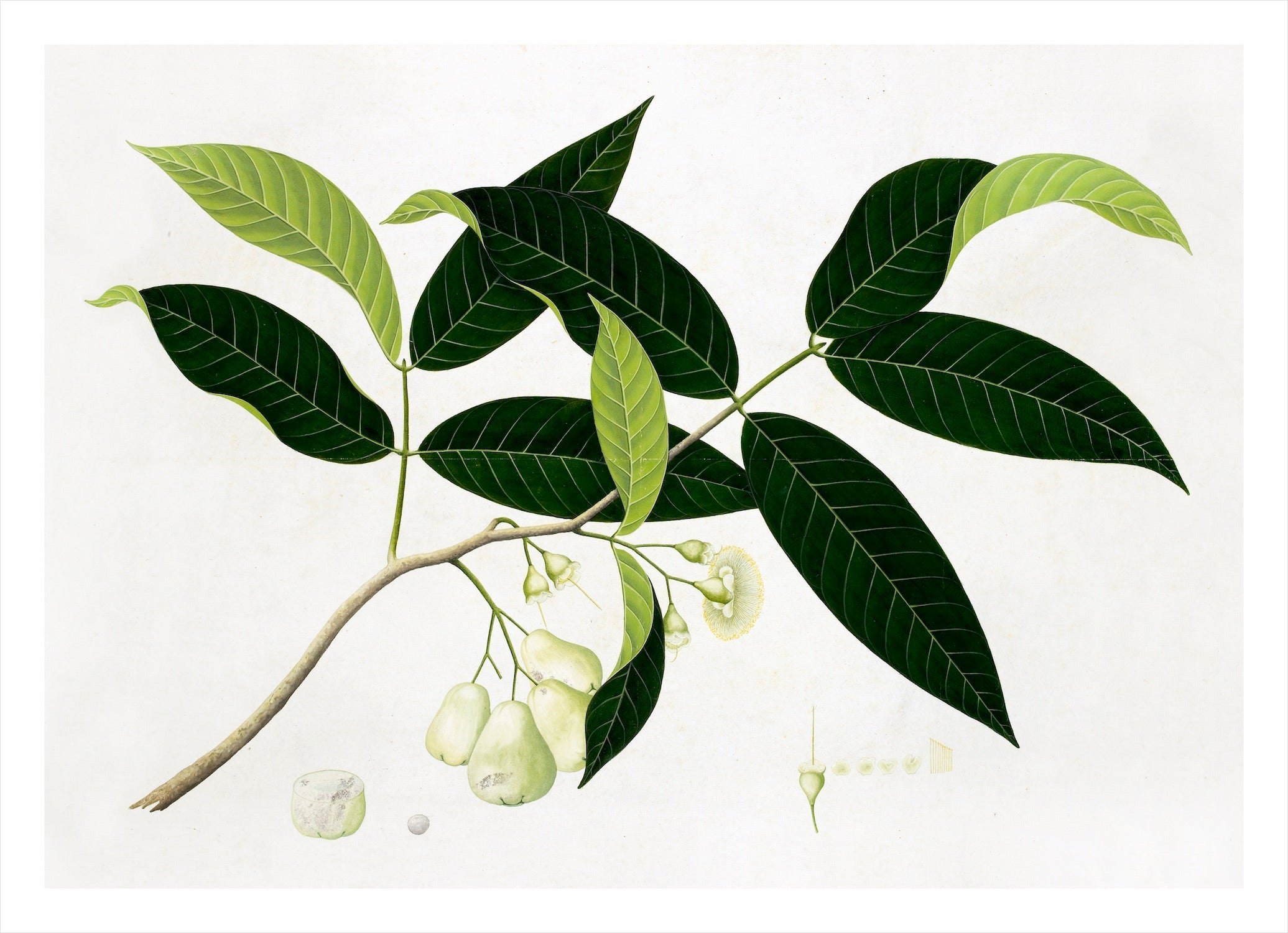 Remastered 19th C. Anglo-Indian Botanicals UNFRAMMED 16 x 24