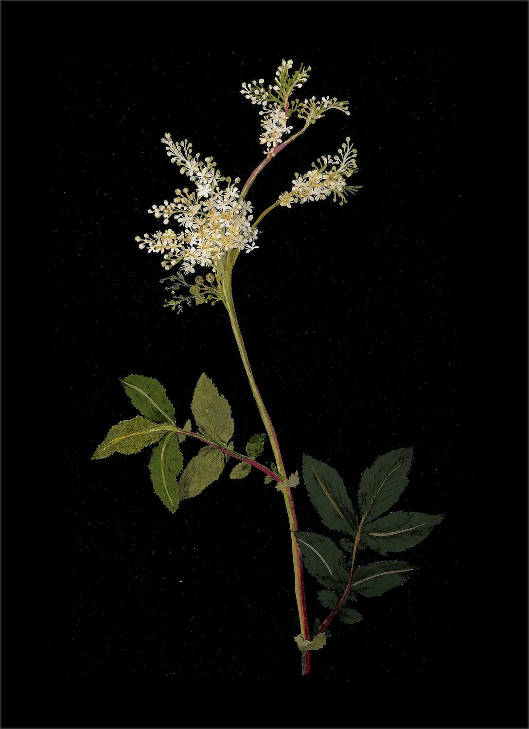 Remastered 16th C. English Botanical
