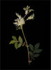 Remastered 16th C. English Botanical 24x18