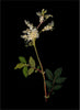 Remastered 16th C. English Botanical