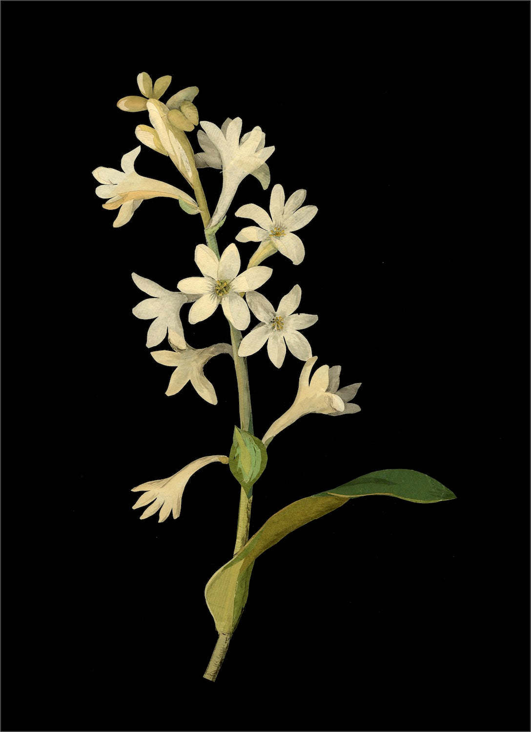 Remastered 16th C. English Botanical
