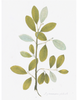 Remastered 18th C. Swedish Botanicals, 14x20 unframed
