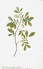 Remastered 18th C. Swedish Botanicals, 14x20 unframed