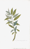 Remastered 18th C. Swedish Botanicals, 14x20 unframed