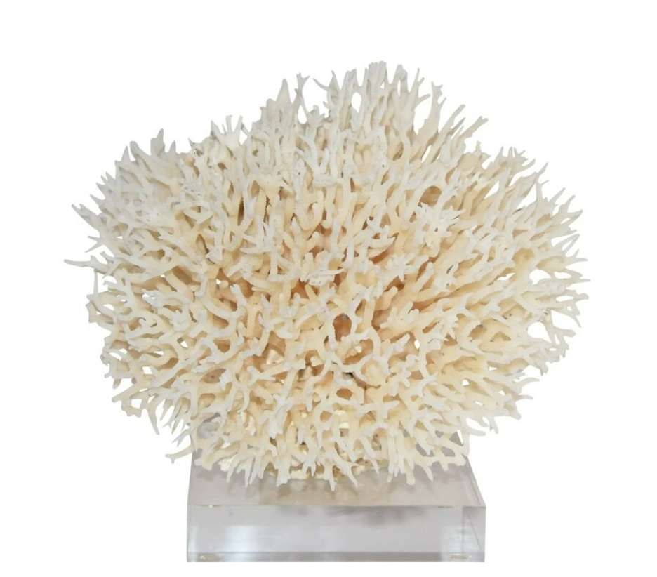 Birdsnest Coral on Acrylic Base Medium