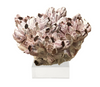 Barnacle Coral on Acrylic Base