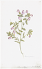 Remastered 18th C. Swedish Botanicals 28 x 22