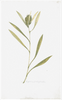 Remastered 18th C. Swedish Botanicals 28 x 22