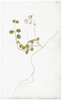Remastered 18th C. Swedish Botanicals