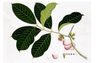 Remastered 19th C. Anglo-Indian Botanicals UNFRAMED 16 x 24