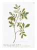 Remastered 18th C. Swedish Botanicals