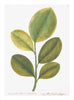 Remastered 18th C. Swedish Botanicals