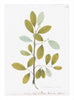 Remastered 18th C. Swedish Botanicals