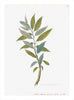 Remastered 18th C. Swedish Botanicals
