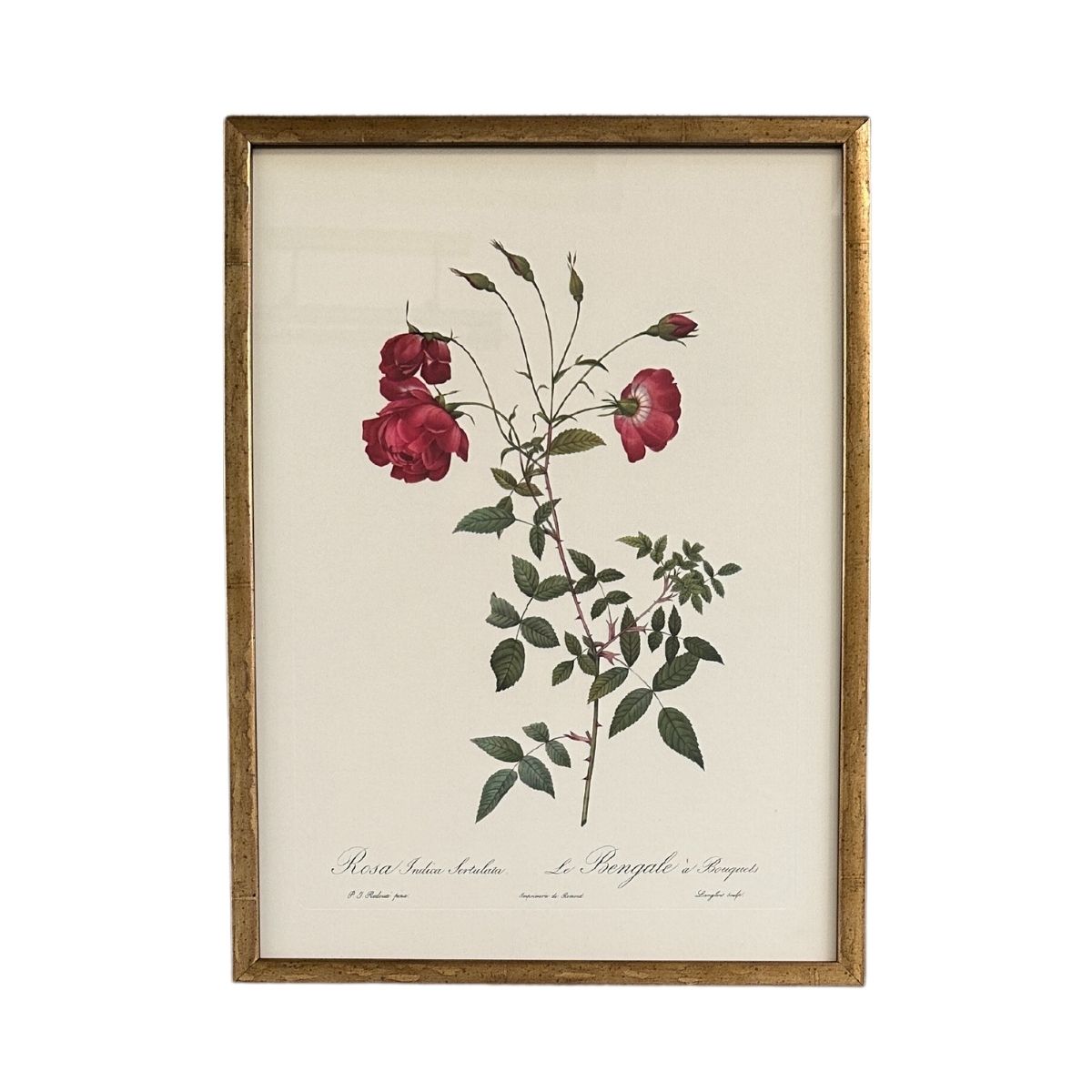 Vintage Framed Redoute Botanical Print