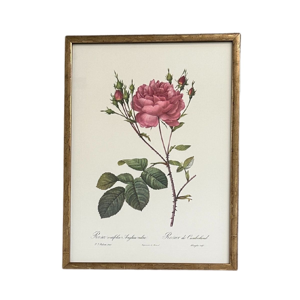 Vintage Framed Redoute Botanical Print